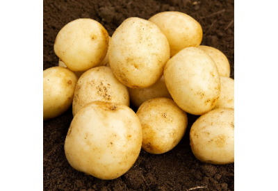 Harmony Seed Potatoes (Maincrop - 1 kg)